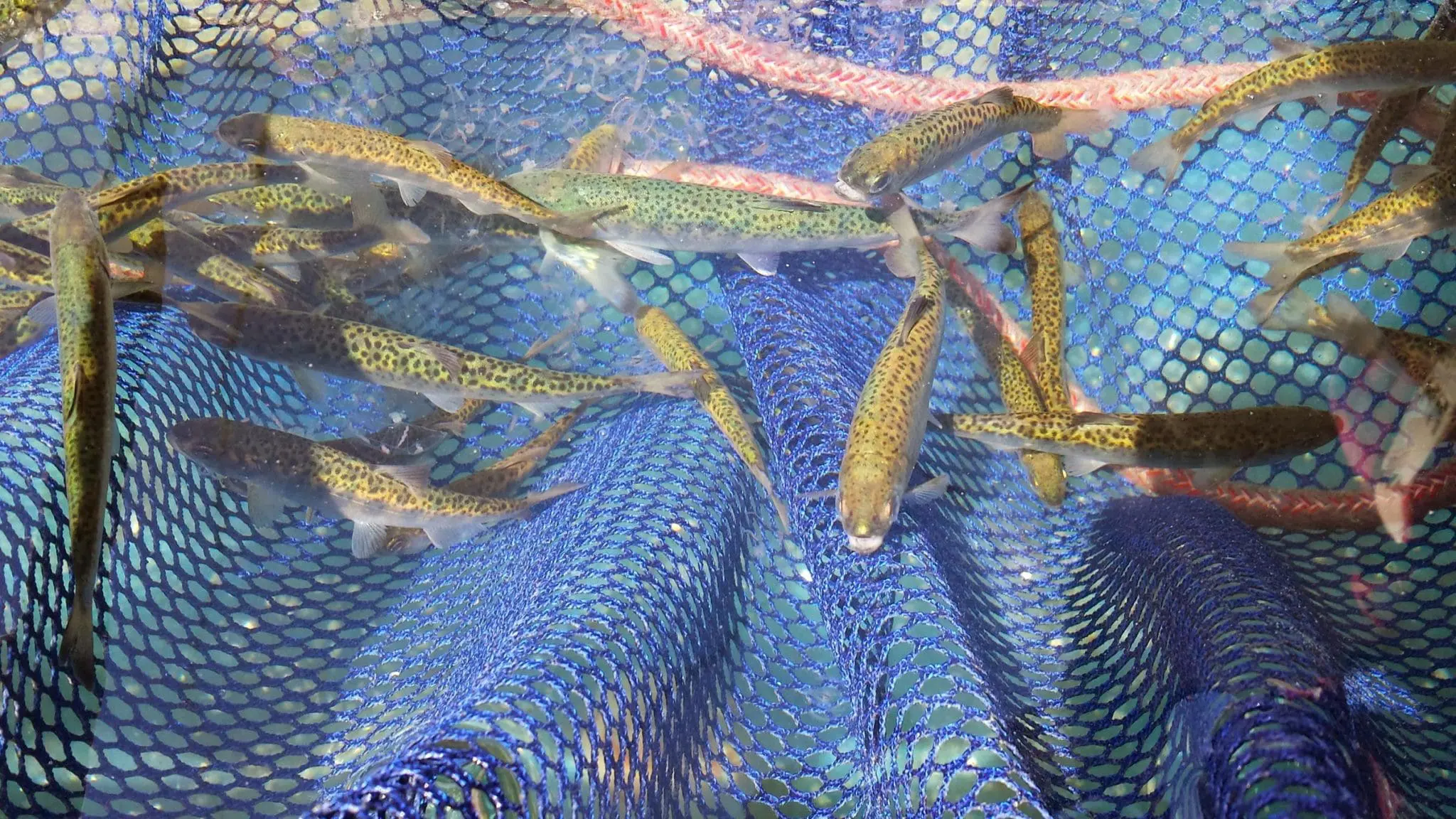 Juvenile Chinook Samples