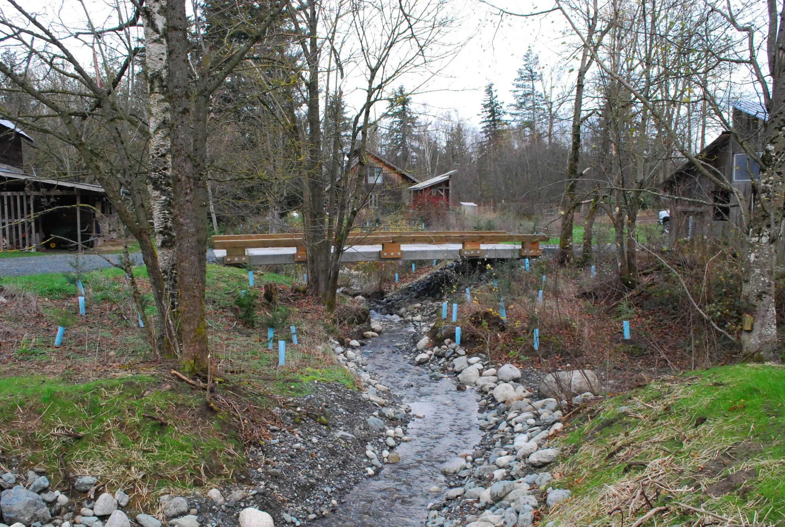 A rocky stream runs freely underneath a new bridge with a low guard rail. Tall trees on both banks are interspersed with blue plant guards marking new plants. Three buildings with peaked roofs are int he background among trees.