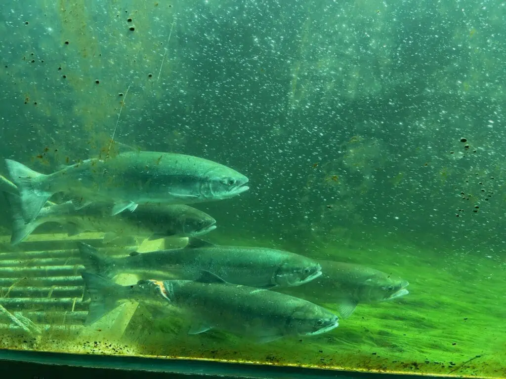 Image of five adult sockeye salmon viewed through a greenish glass. The fish on the bottom has a large gash on its back.