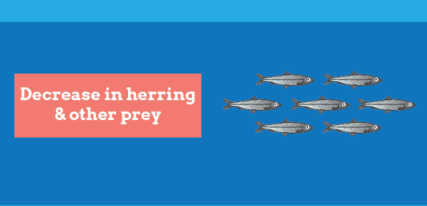 Decrease in herring & other prey