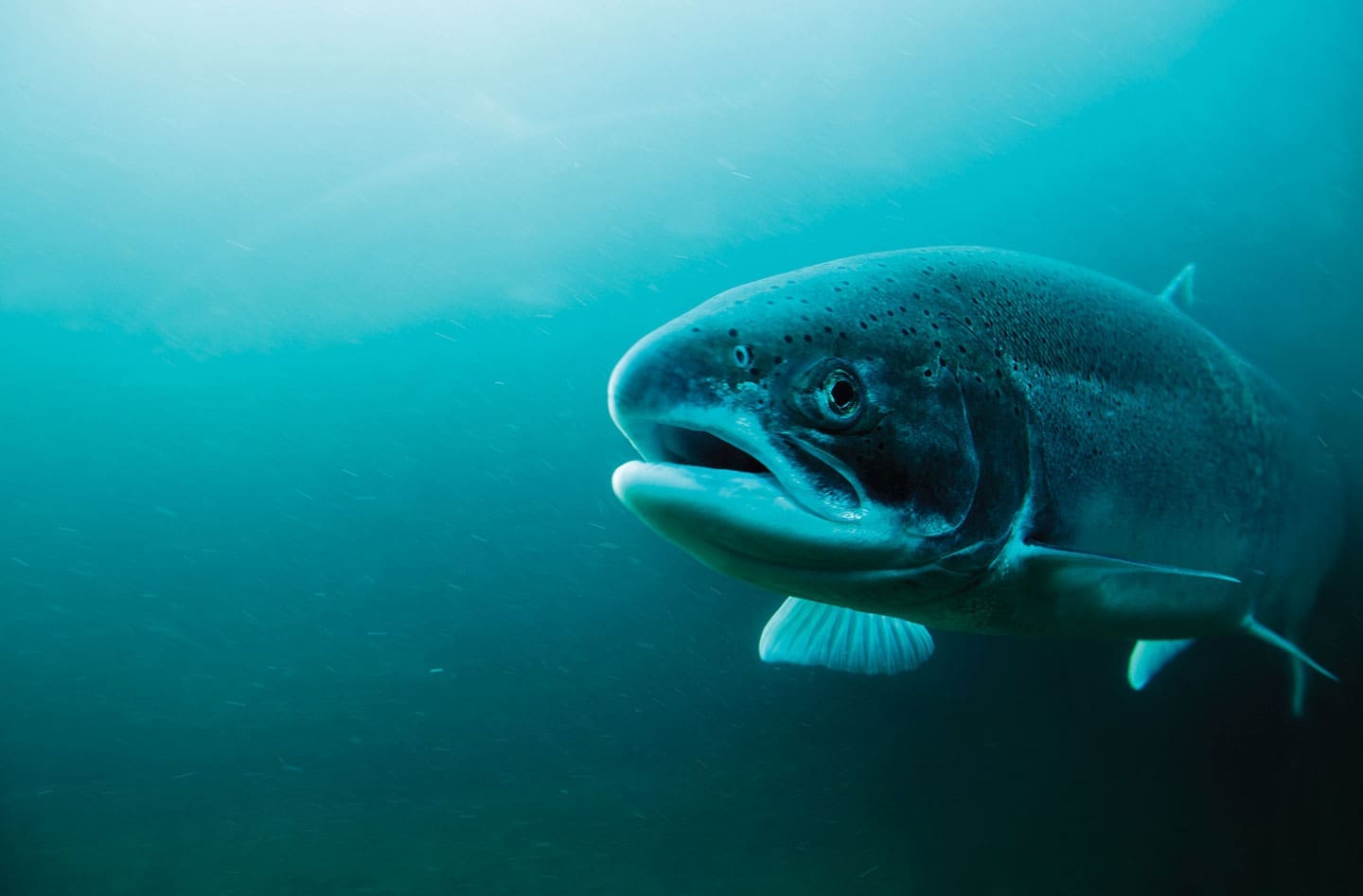 New hatchery program aims to boost Skagit River chum - Northwest