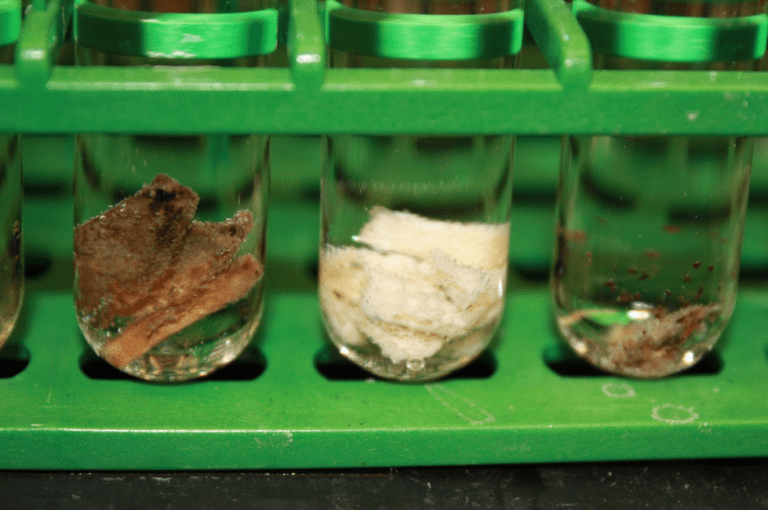 Using Museum Specimens to Learn About Harbor Seal's Role in the Environment Long Live The Kings