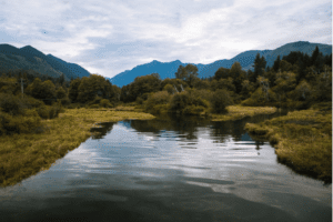 Ten Things YOU can do to Help Save Salmon