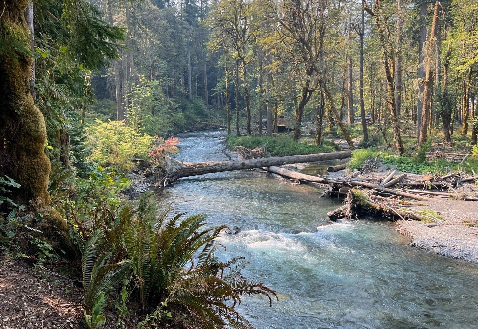 Puyallup/Carbon river back to school fishing. 